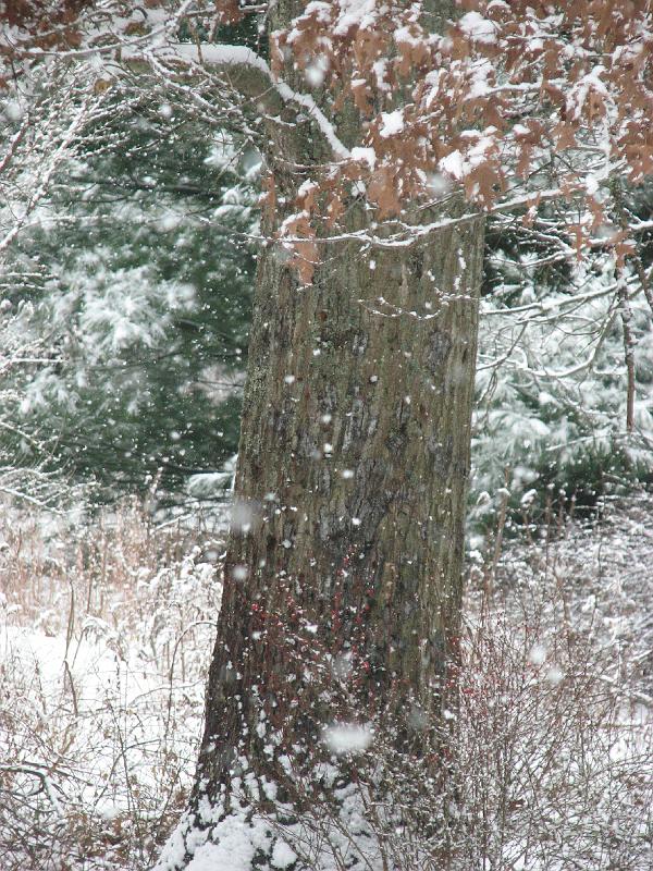 2008-12-07_First_Snow 084.jpg
